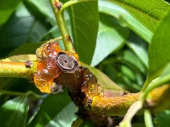 -南汇水蜜桃采摘(大团店)