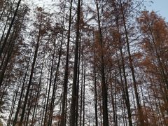 -番禺大夫山森林公园