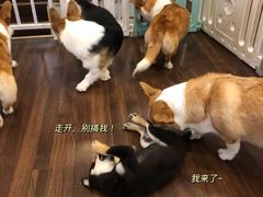 -柯斗斗主题餐厅·狗咖·围炉煮茶·茶饮(国瑞升平里店)