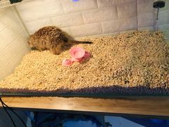 -平行世界·猫咖(首经贸店)
