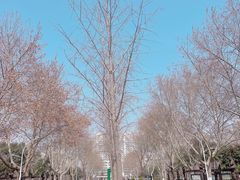 -食欲老院子荆芥疙瘩汤(经五路店)