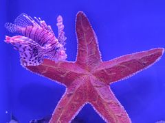 -海合安青岛极地海洋公园