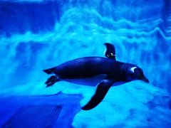 -芜湖新华联大白鲸海洋公园