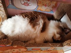 -猫腻·猫咖·撸猫馆(星光大道店)