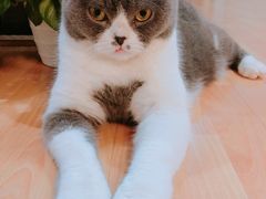 -猫音日语留学培训