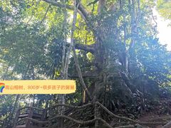 -西双版纳基诺山寨