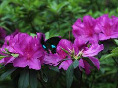 -广州市白云山风景名胜区