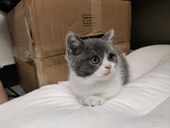 -lincat·猫舍(广州店)