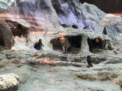 -帝企鹅自助餐厅•儿童岛•真企鹅(长隆企鹅酒店)