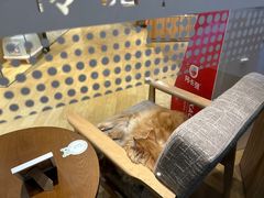 -藏猫猫咖啡主题馆(中央大道店)