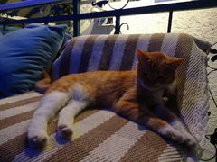 -Sirena海妖日咖夜酒