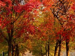 -长白岛森林公园