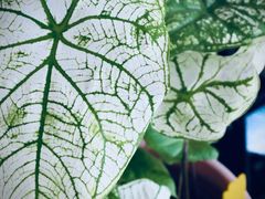 -花鸟鱼虫鲜花绿植市场(玉泉路店)