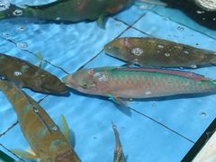 -海港湾海鲜加工坊(海鲜大世界店)