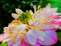 -陈家山荷花公园