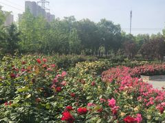 -坝河休闲公园