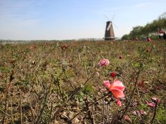 -漩门湾国家湿地公园