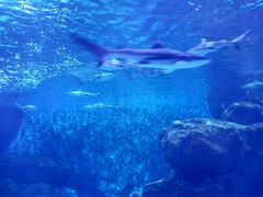 -多彩贵州城极地海洋世界