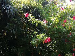 -八仙山公园