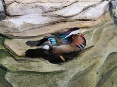 -海合安武汉极地海洋公园