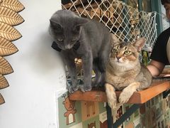 -喵屿·大理花园猫咖