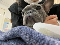 -纳吉亚猫专科动物医院(康都外科中心)