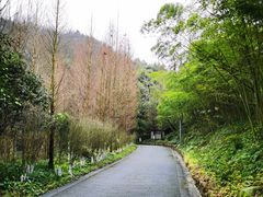 -都江堰中华大熊猫苑