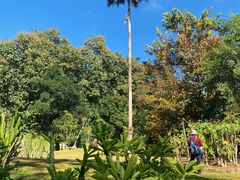 -中国科学院西双版纳热带植物园