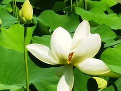 -莲花池公园