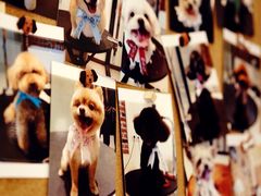 Oh&nbsp;My&nbsp;Dog宠物沙龙(源深店)-Oh My Dog宠物沙龙(伊珊娜皮毛护理店)