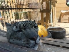 -青藏高原野生动物园