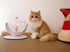 -猫在这儿猫咪咖啡馆·撸猫馆