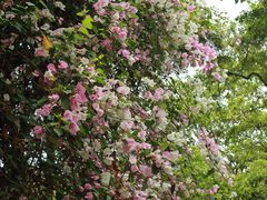 -深圳国际园林花卉博览园