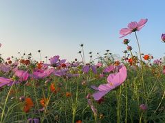 -花开海上生态园