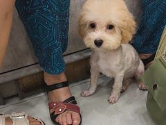 -安安宠医宠物医院·异宠·犬猫内科(岳阳分院)