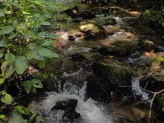 -莫里热带雨林景区