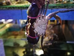 -真浪大家乐海鲜餐馆