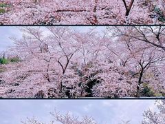 -嘉定紫藤园