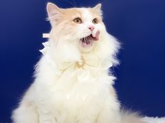 -爱洗澡的猫(天河路店)