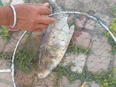 -白渔泡湿地公园