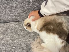 -南京Hallo宠物乐园·哈罗犬舍·柴犬繁育基地