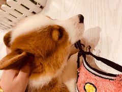 -浣熊柯尔鸭土拨鼠·电玩咖