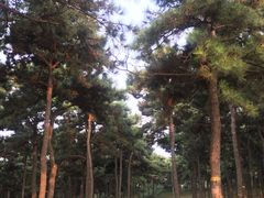 -鬼笑石后山停车场