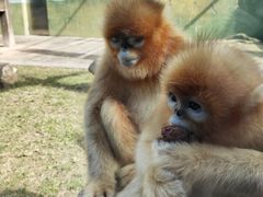 -大连森林动物园