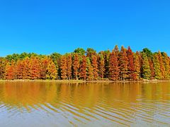 -上海海湾国家森林公园
