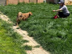 -趣玩宠物乐园寄养训犬训狗游泳池