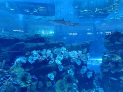 -迪拜水族馆及水下动物园