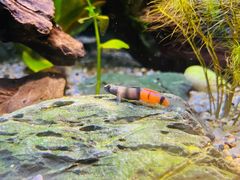 -上海海洋水族馆