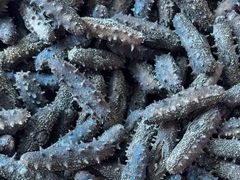 -宫品海参专卖店(静安大宁店)