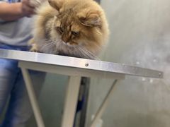 -PETKIT小佩宠物·低压洗护(国顺东路店)